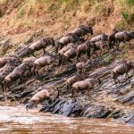 wildebeests passing river in wild savanna
